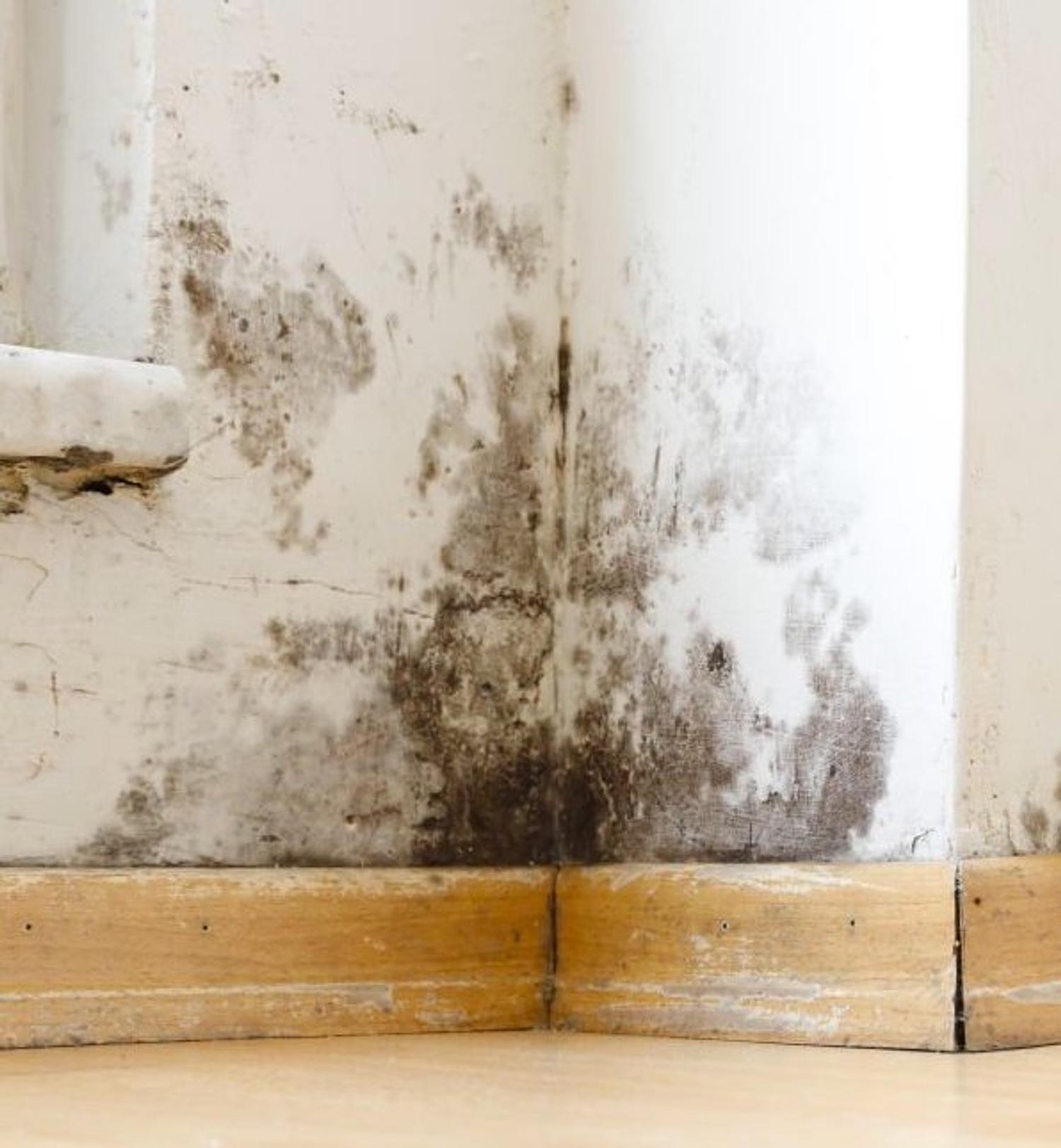 Landlord Ordered to Pay Tenants $14k Because of Mouldy Property